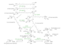 Pathway map of Abscisic acid biosynthesis