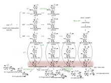 Pathway map of Cytokinin biosynthesis